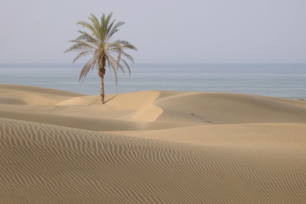 Prizor iz pustinje